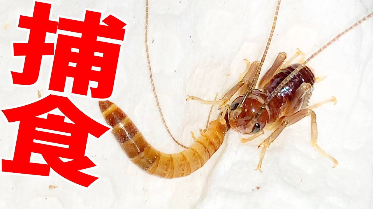 The results of feeding a baby Riok its first insect prey! - YouTube