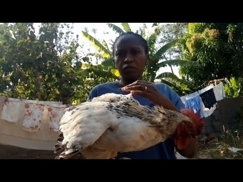 AFRICAN VILLAGE LIFE//How Women  Slaughter &Butcher Cock Chicken .