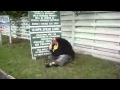 Fat guy Runs into Sign!!