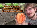 How to Grow a Mamey Sapote Tree from Seed! (Grocery Store Growing Ep.3)