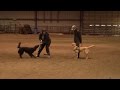 Positive reinforcement distraction training with GDB puppy Positive reinforcement distraction training with GDB puppy
