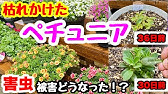 根腐れ のペチュニア あれから1ヶ月 枯れた 復活か Youtube 根腐れ のペチュニア あれから1ヶ月 枯れた 復活か Youtube