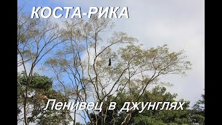 Коста Рика Ленивец В Джунглях Folivora In The Jungle