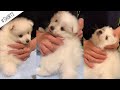 日本スピッツの子犬が天使すぎる💕 / Japanese Spitz Puppy #Shorts