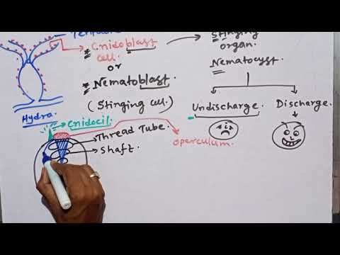 Cnidoblast cell / Nematoblast & its Types