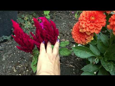 Video: Komt celosia elk jaar terug?