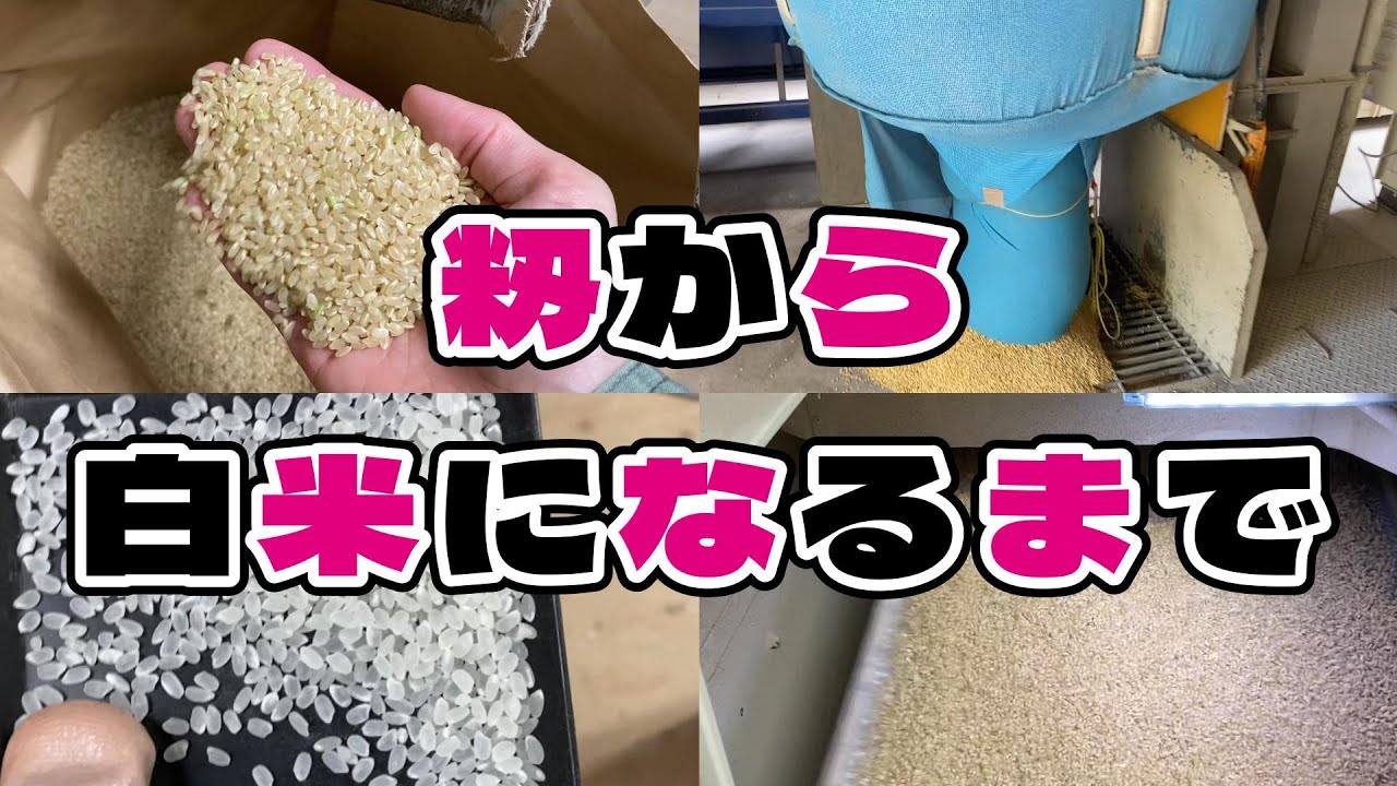 【令和7年度】初稲刈りスタート！籾から白米になるまでの舞台裏