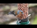 Nikon Coolpix P1000 Chaffinch