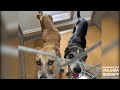 Animal cruelty arrest: 8/15/23