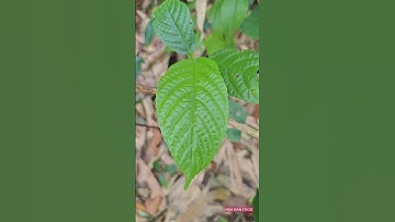 Cây Nguy Hiểm Ở Rừng Tây Bắc - Lá Han