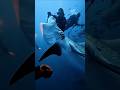 Monster Shark Beneath the Waves 🌊🦈 #viral #shark #fish #shortvideo #ocean #whale #trending #feeds