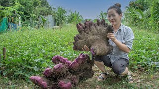 Digging Huge Purple Yam | Cooking Purple Yam & Making Tasty Dessert Recipe
