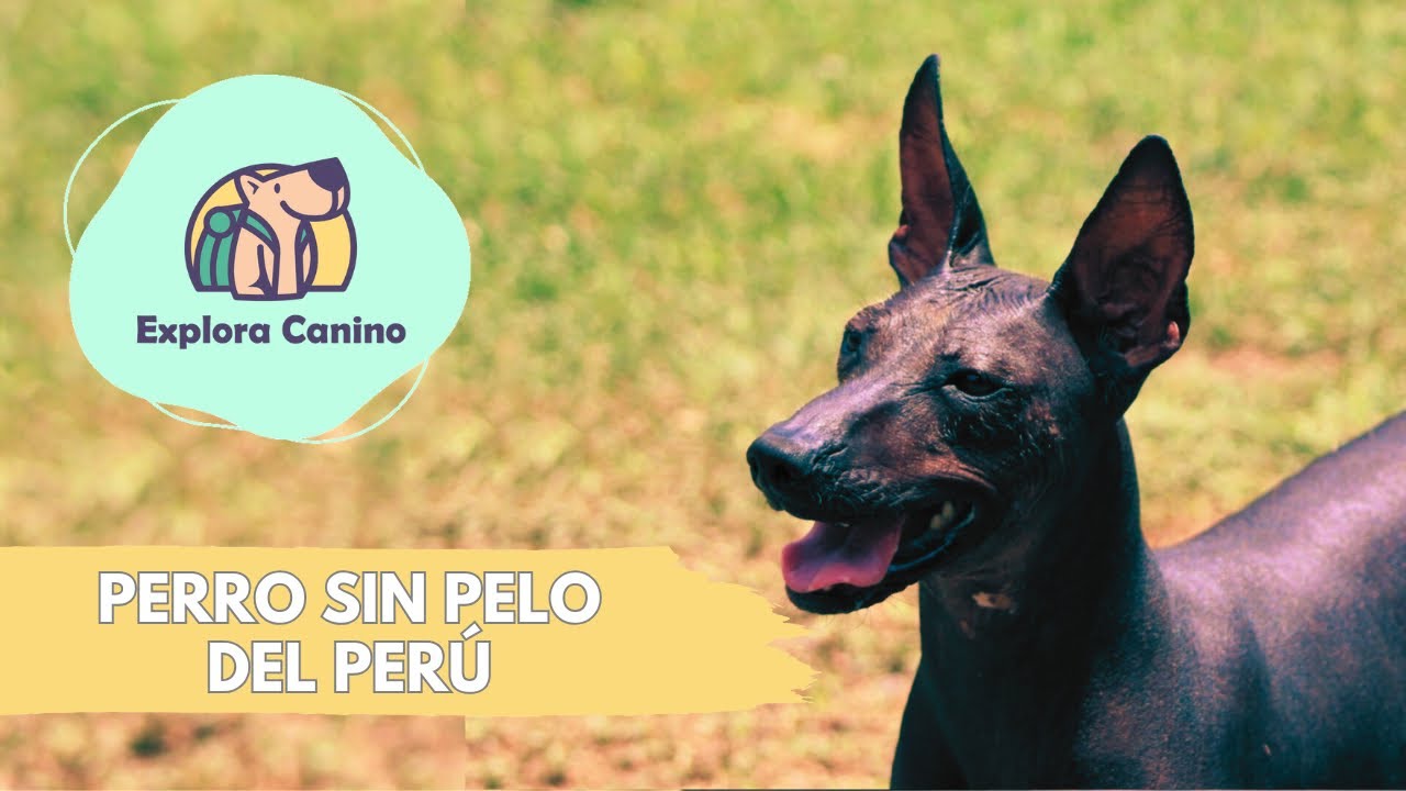 Perro sin pelo del Perú