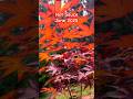 Acer Oliverianum Hot Sauce, June 2025. #hotsauce #japanesemaple #red #gardening