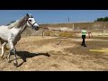 Конь с бойни #помощьбездомнымживотным #ямыилюша #reels #юмор #енотики