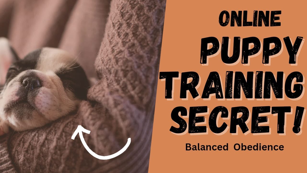 The Dos and Don'ts of Positive Reinforcement Training for Dogs