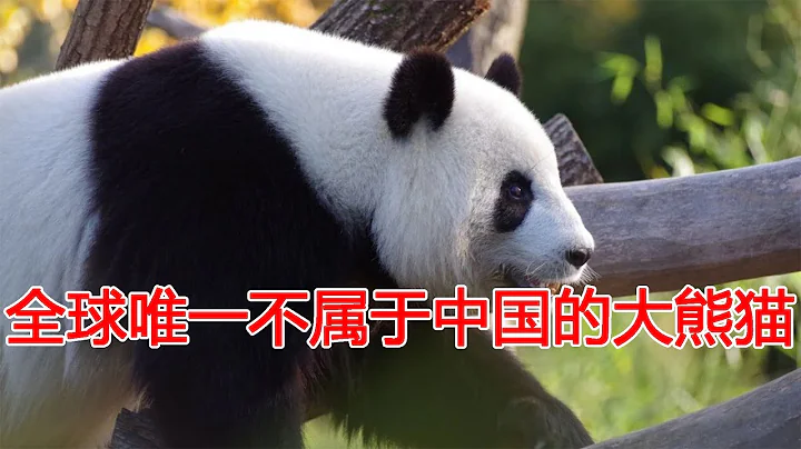 全球唯一不屬於中國的大熊貓，非中國籍，再也無法回到國內!印度連續租借大熊貓被拒14次？ - 天天要聞
