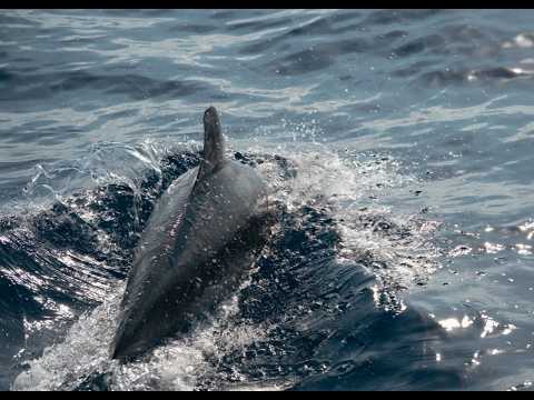 Avistamiento de delfines