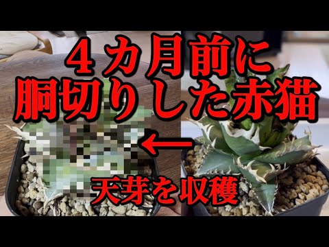 アガベ育成】胴切りした天芽を収穫し育成する - YouTube