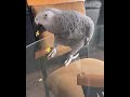 BREAKFAST WITH OZZY THE AFRICAN GREY PARROT #shorts