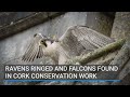 Ravens ringed and falcons found in cork conservation work