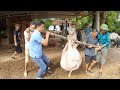 7 Cán Bộ Bắt Con Lợn Nái Mà Vất Vả Qúa | 7 Officers Catch a Sow But It's Too Hard