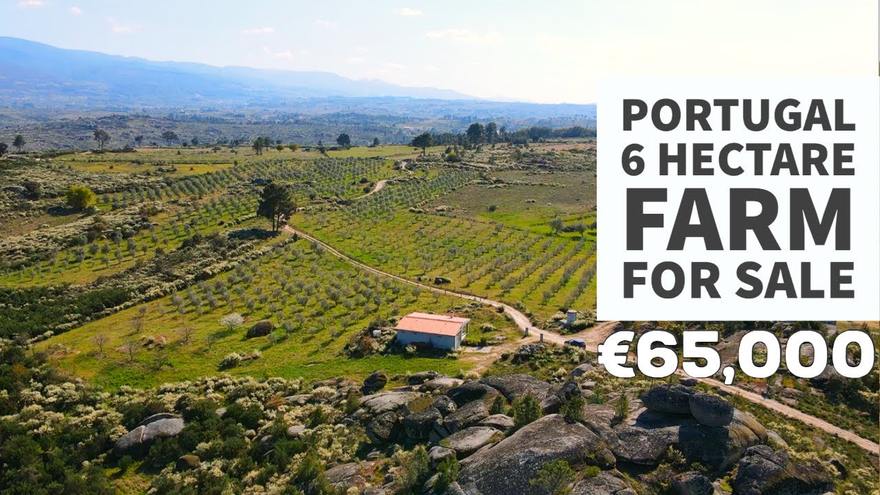 6 Hectare Olive Farm - FOR SALE - Guarda, Central Portugal, VIRTUAL PROPERTY TOUR ❤