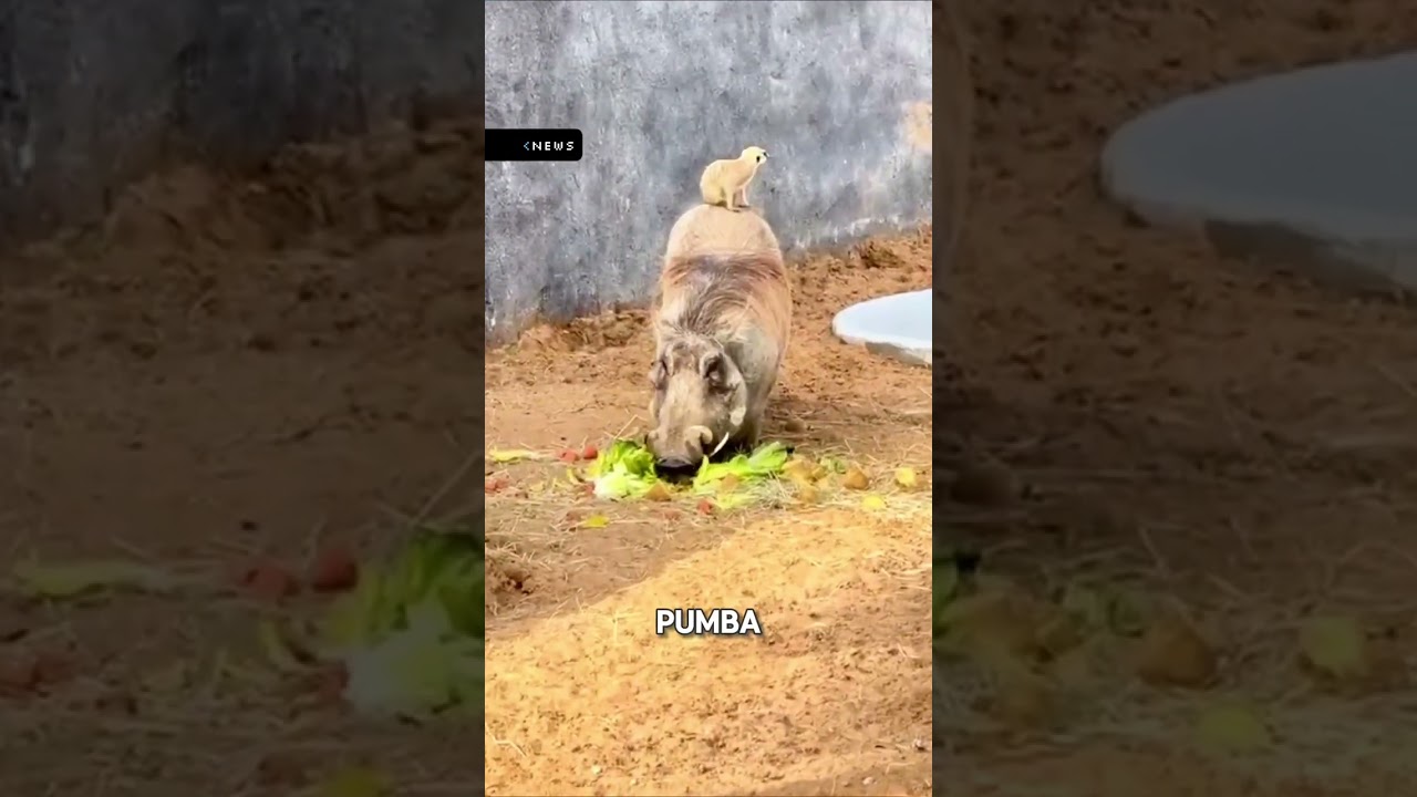 Настоящий дуэт Короля Льва: Тимон и Пумба из Дубайского зоопарка набрали 20 миллионов просмотров