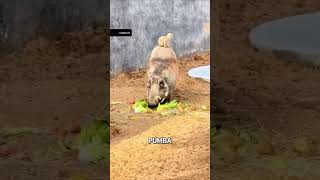 Real-Life Lion King Duo Dubai Zoos Timon & Pumbaa Hit 20M Views