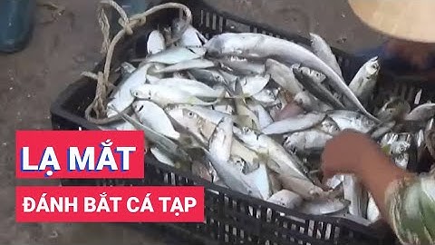 Lạ mắt với một làng chài chuyên đánh bắt cá tạp