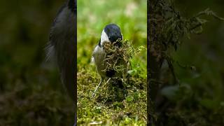 SONY α7C II × TAMRON 150-500mm F5-6.7で野鳥の手持ち撮影 #バードウォッチング