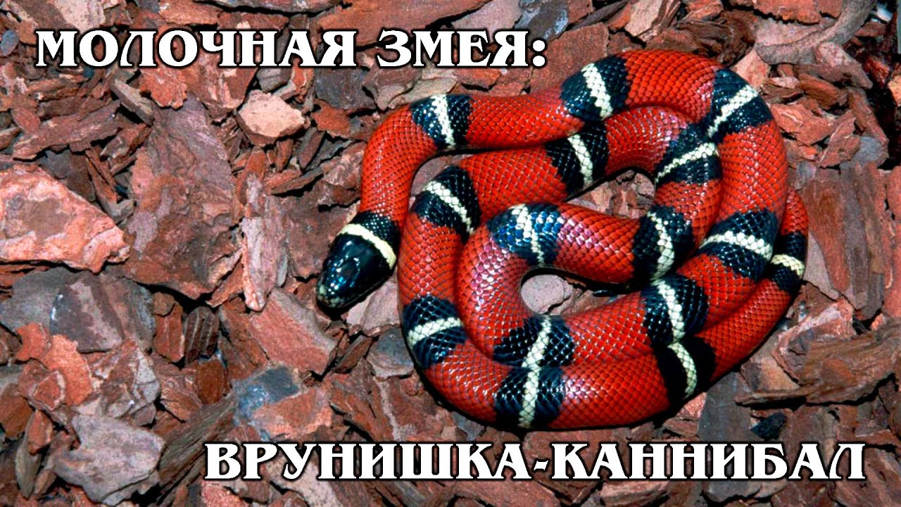 КОРОЛЕВСКИЕ ЗМЕИ: Безопасные змеи с ядовитым окрасом | Интересные факты про змей