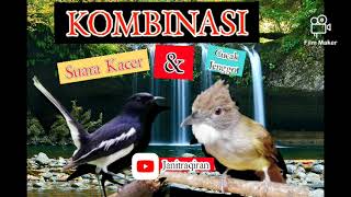 Download Lagu Suara Cucak Jenggot gacor kombinasi dengan suara kacer MP3