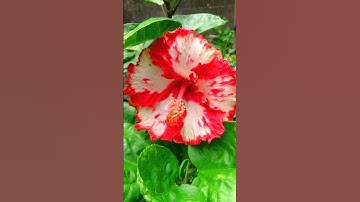 Hibiscus Cross Pollination ❤️🤍...#ytshorts #flowers #gardening #plants