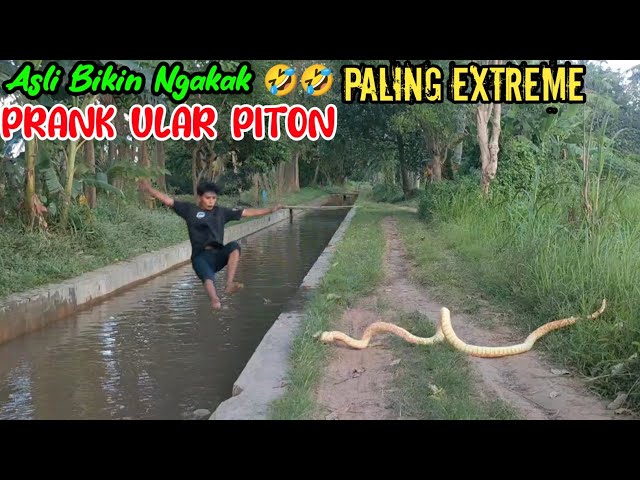 Prank Ular Piton Paling Extreme || Dijamin Bikin Ngakak 🤣🤣 || Funniest Snake Prank class=