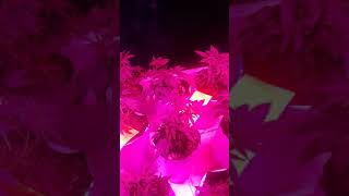 Sundae driver strain and junior mint, Sweeties