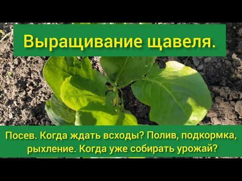 Щавель посадка и уход/ прополка щавеля/посадка щавеля/условия для щавеля