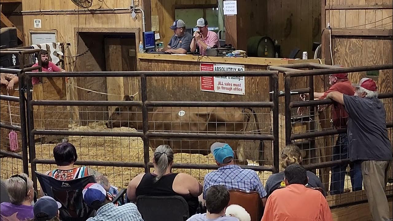 Cattle Auction YouTube