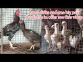 Chiks available and one pair available watch full video #youtube #chicken ￼