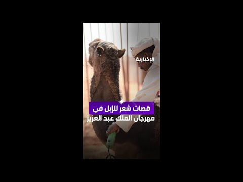 مختص في قصات الإبل قصة السبعة للناقة الواحدة تصل إلى 500 ريال