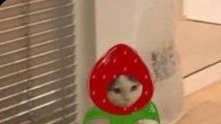 Mavi Saç Öldürme Operasyonuistek