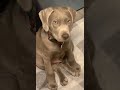 Puppy winks at guy when he asks if the puppy peed in the floor.