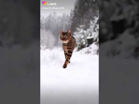 حالات واتس اب ليكي