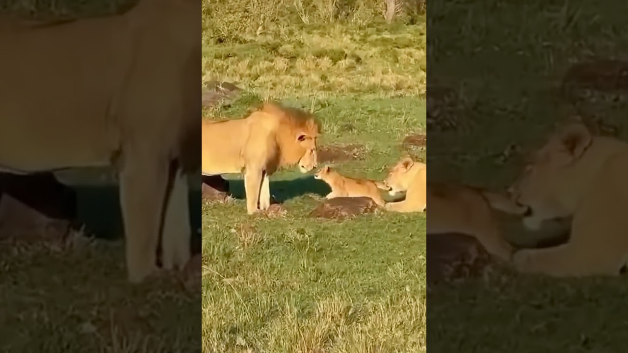 A family of lions full of love. 