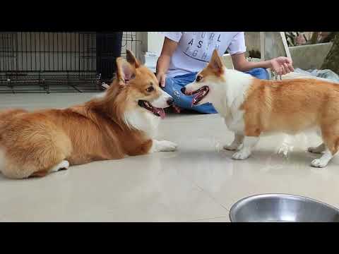 Video [Phần 1] Toàn bộ quá trình phối giống Corgi đực fluffy... - youtube