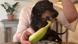 I'M REALLY SHOCKED BY MINI DACHSHUND'S BEHAVIOR !