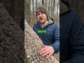 Is Mushroom Foraging Sustainable?