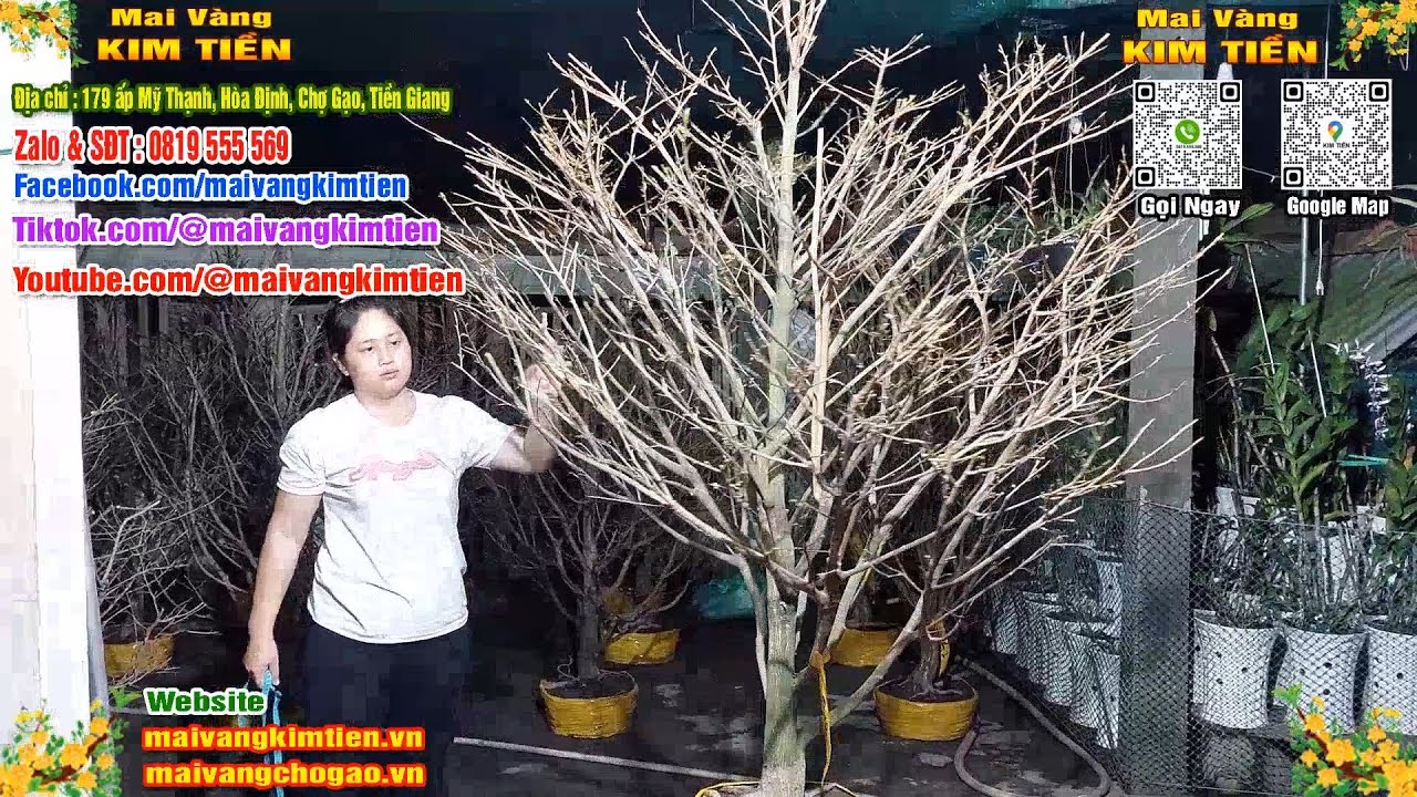 MS #575 - Mai Vàng Giảo Hạt Thủ Đức Tàng Đẹp Nhiều Nhánh Giá 2000k - Mai Vàng Kim Tiền Chợ Gạo