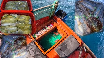 Câu lôi mực | 6 giác câu trên 20kg mực cả nhà ơi | hoàng Phú quốc