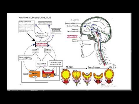 Vidéo: Augmentation De La Miction Et De La Soif Chez Les Chiens